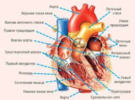 11 симптомов, указывающих на серьезные проблемы с сердцем!