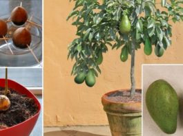 Перестаньте покупать авокадо. Вот как вырастить дерево авокадо дома в горшочке!