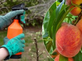 Обработка персика весной от вредителей и болезней. Это залог хорошего урожая